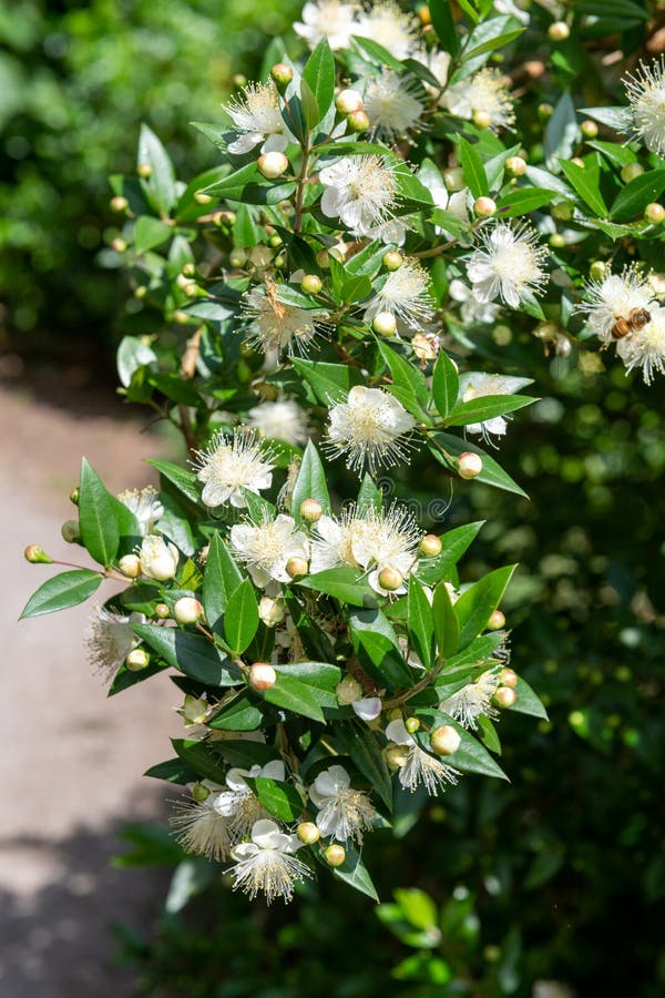 Myrtle myrtus communis wie pflegen Sie?